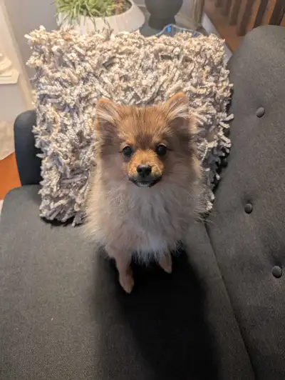 10 week old purebred pomeranian He is very affectionate and playful He comes with all his stuff (cra...