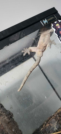 Need gone! Male dalmation crested gecko