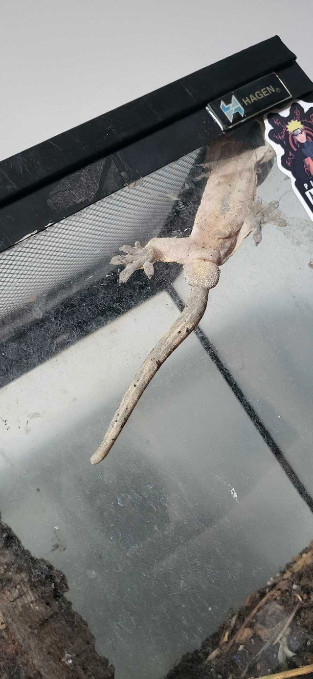 Need gone! Male dalmation crested gecko in Reptiles & Amphibians for Rehoming in Windsor Region
