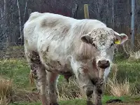 Shorthorn bulls