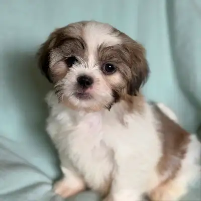 Shih tzu mix puppy, View more