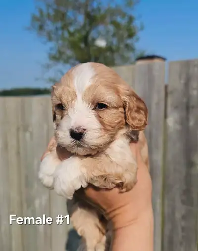 I have a beautiful litter of yorkalier puppies. Puppies will be vet checked dewormed and have their...