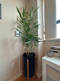 75 inch lucky bamboo with planter