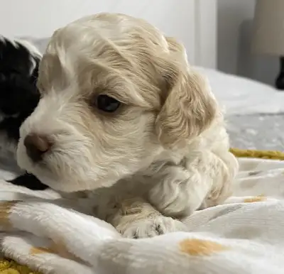 Adorable Maltipoo- all reserved, View more