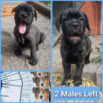 Ready to Go *Mastiff Mix Pups* 2 Left, View more