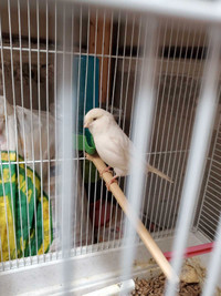 Male canary for sale 
