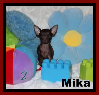 #Chihuahua ❤️Mika minuscule mâle chocolat , poils court .Fera 2.5 lb adulte.Élevé en liberté .Bien S...