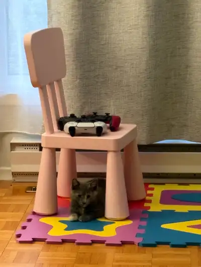 Très belle chatte de 10 semaines à vendre . Vient avec tout les accessoires qui viennent d’être ache...