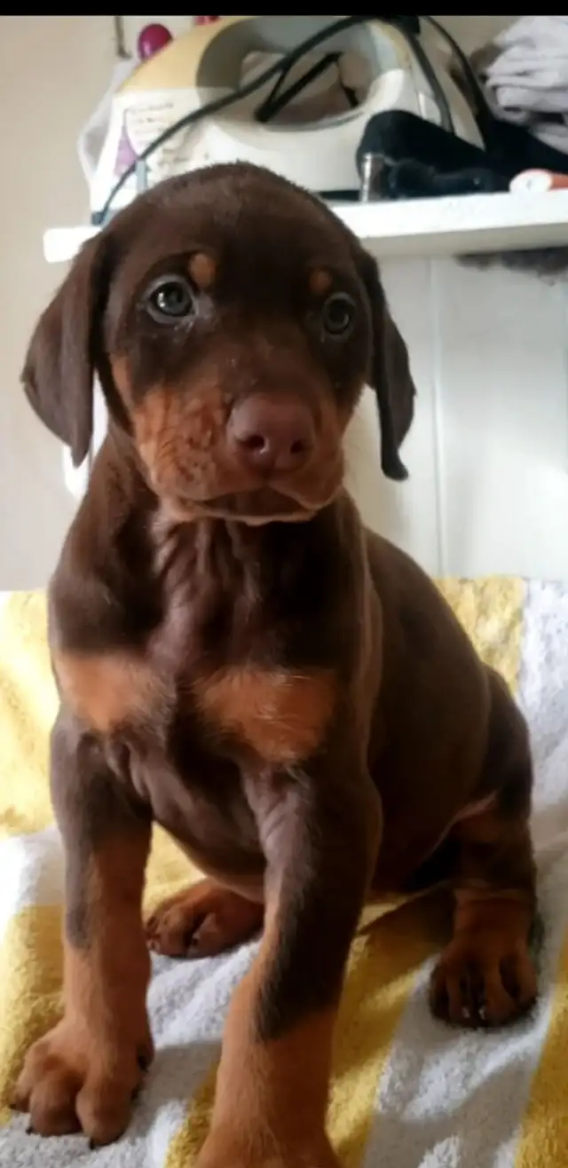 Doberman puppy's in Dogs & Puppies for Rehoming in Sudbury - Image 2