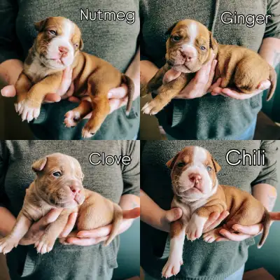 We have a stunning litter of Olde English Bulldogge Puppies! Born on September 11th and will be read...