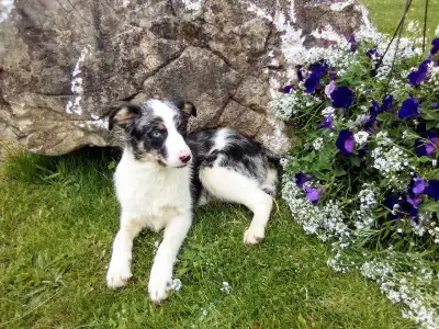 Australian Shepherd x Border Collie Female, View more