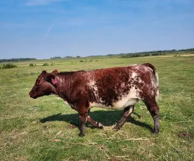 Roan Bred Heifers, View more