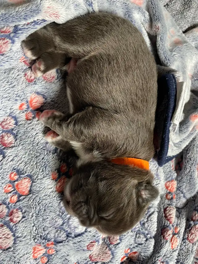 Pawdorabulls French Bulldogs - some fluffies!!! in Dogs & Puppies for Rehoming in Ottawa - Image 9