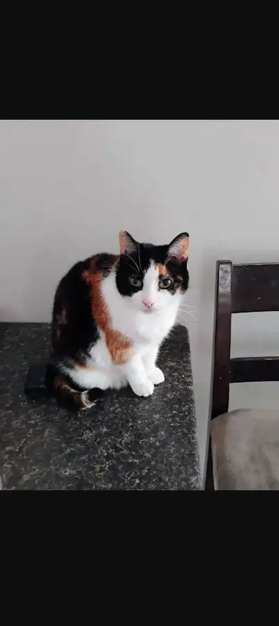 Cali needs a new home , View more