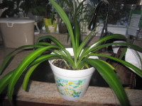 Plante chlorophytum comosum/plante-araignée