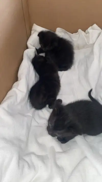 Our sweet kittens are ready to find loving families! They are healthy, playful, and have been raised...