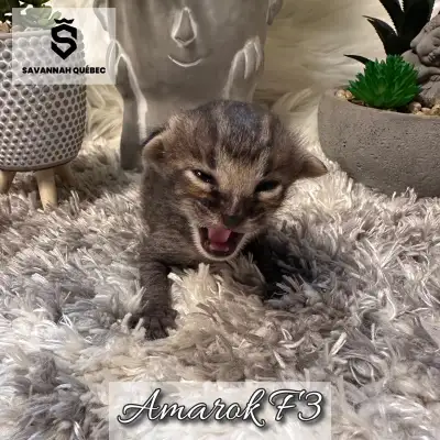 Chatterie Savannah Québec Amarok est un magnifique mâle savannah F3-C né le 2 mai 2025. Il a des tac...
