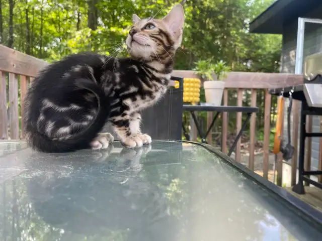 chatons bengals in Cats & Kittens for Rehoming in Laurentides - Image 4