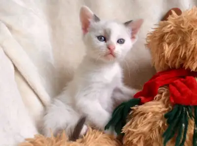Chatons 4 Ragdoll x Snowshoes / Très ronronneux, View more