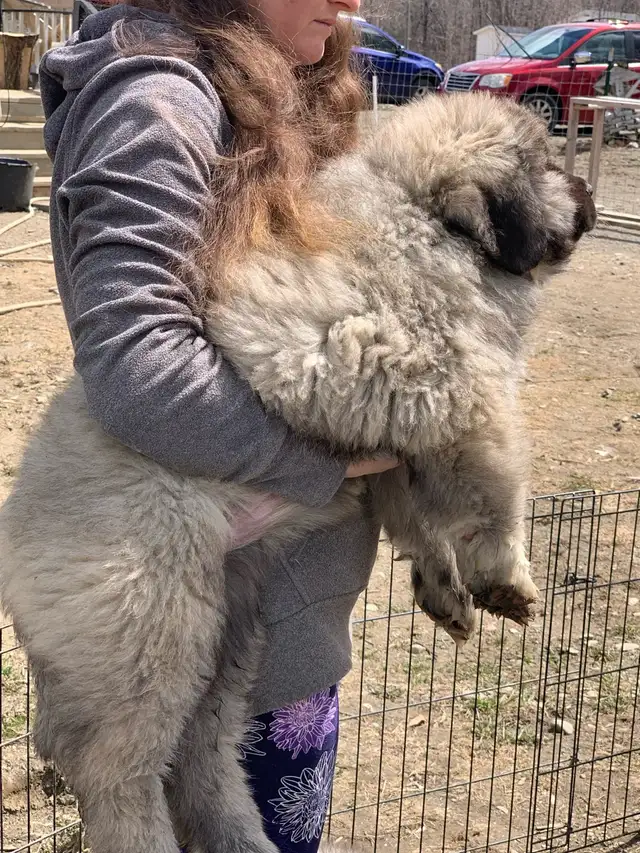Now ready to GO !Premium ovcharka puppies  champion bloodline in Dogs & Puppies for Rehoming in Saint John - Image 2