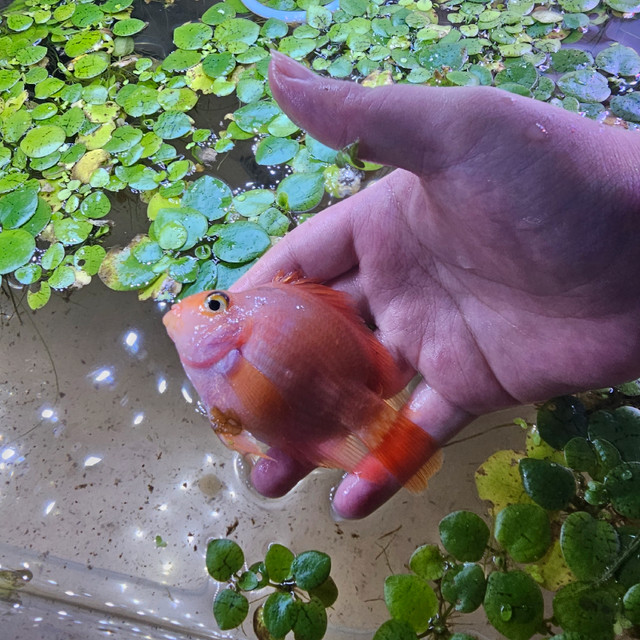 Baby blood parrot fish in Fish for Rehoming in Burnaby/New Westminster