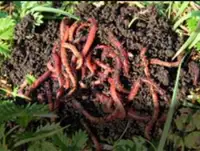 Vers compost - Compost worms