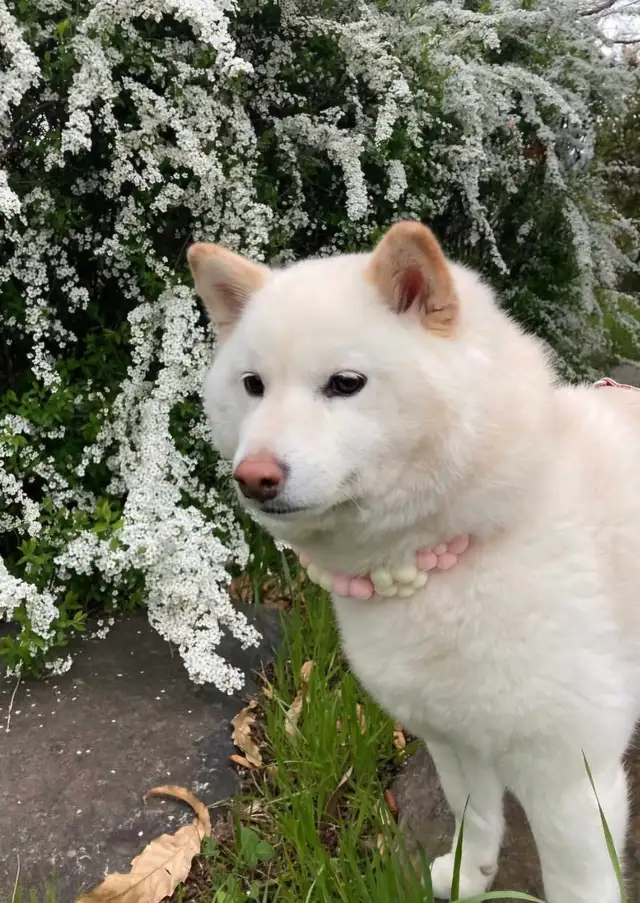** SHIBA INU PRÊTS À PARTIR !!! ** in Dogs & Puppies for Rehoming in Granby - Image 8