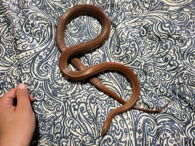 Corn Snakes in Reptiles & Amphibians for Rehoming in Prince Albert - Image 4