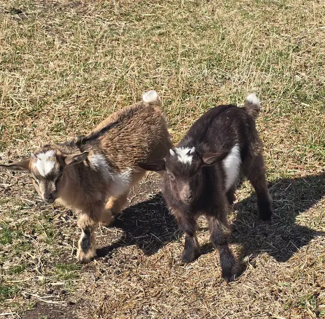 Nigerian Dwarf Goats For Sale in Livestock in Lethbridge - Image 7