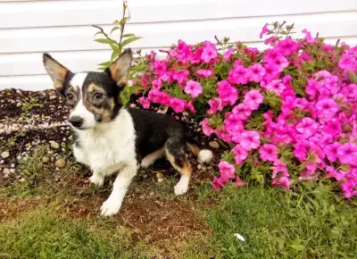 Corgi Puppies, View more