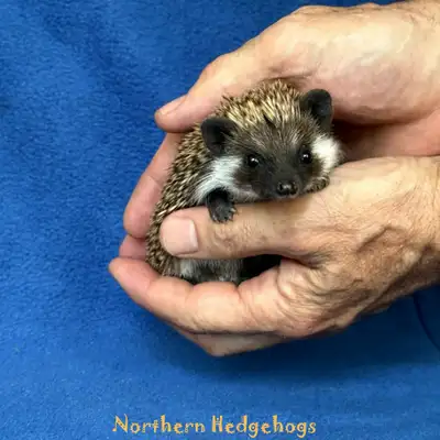 Pedigreed Hedgehog Babies from local Ethical Breeder, View more