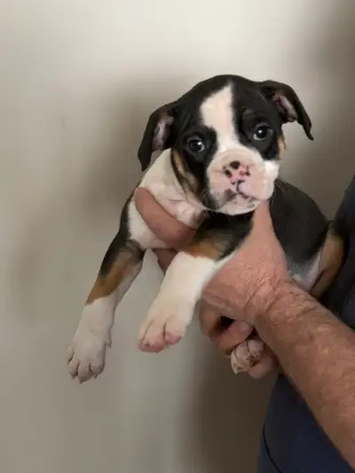 Olde English Bulldog 2 LEFT, View more