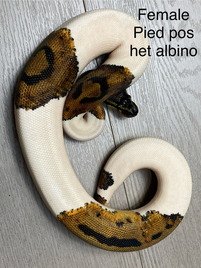 female pied pos het albino  in Reptiles & Amphibians for Rehoming in St. Albert