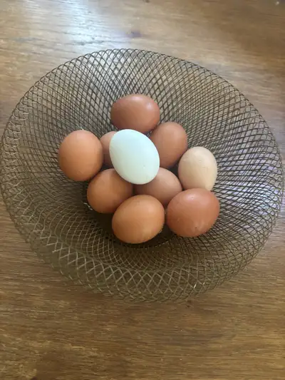 Free Range Eggs - $5/dozen, View more