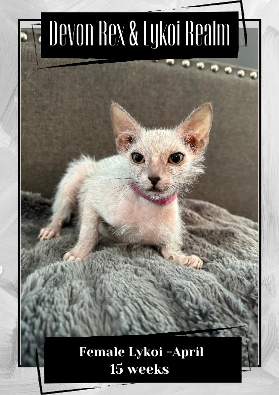 Lykoi Kittens Cats & Kittens for Rehoming Kamloops Kijiji
