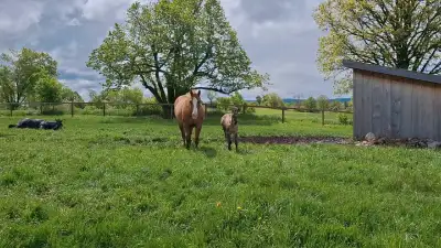 LOOKING for someone to cut hay, View more