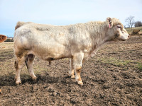 Homo Polled Charolais Bull - Registered - 2 Years Old - Proven