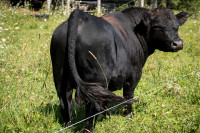 Purebred, proven 5 year old Lowline bull