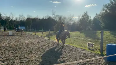 horse exercising, View more
