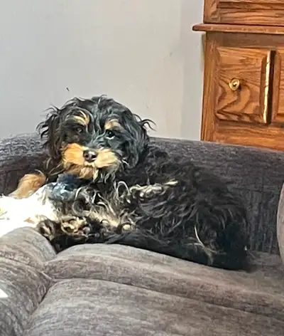I have one girl still available and she is ready to go anytime. She is good natured and easy going....