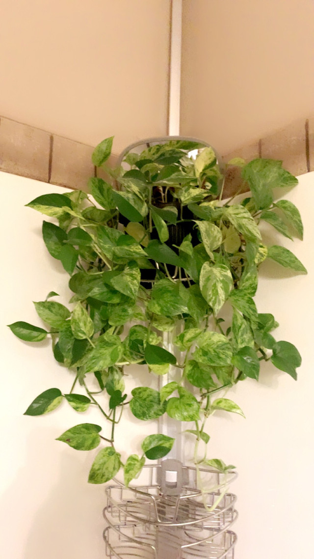Gorgeous plant clippings in Home Décor & Accents in Vernon