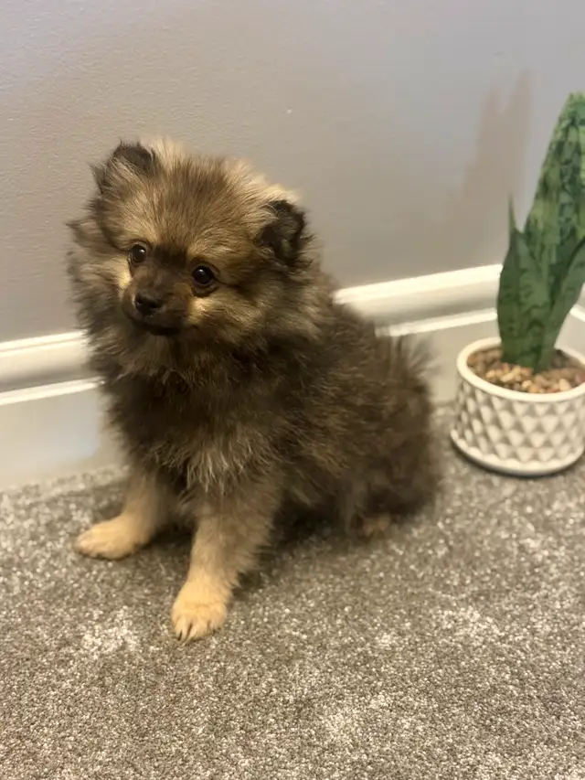 Pomeranian puppies 2boys in Dogs & Puppies for Rehoming in Grande Prairie - Image 4
