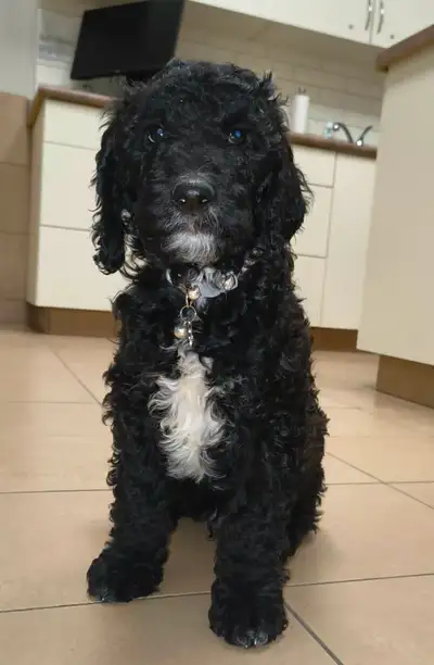Standard Poodle Puppy -  Male - 9 weeks - Vaccinated, View more