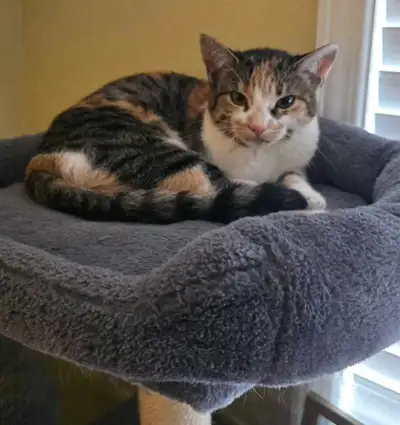 Rehoming bonded pair, View more