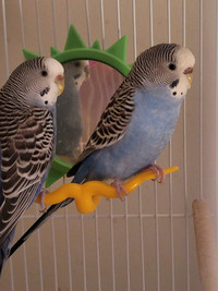 2 free budgies with cage