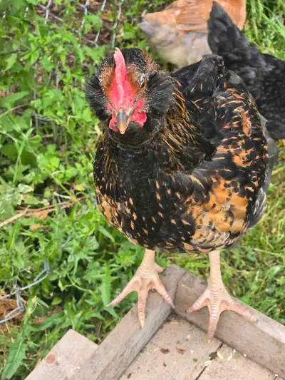 This beautiful young rooster is looking for a new home! He is healthy and ready to add some charm to...