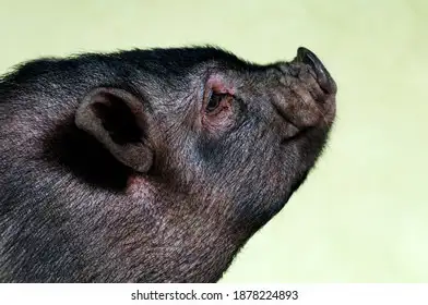 Vietnamese Pot Bellied pigs for sale, View more
