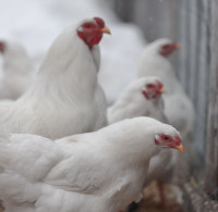 Poussins et Œufs Fécondés de Chantecler