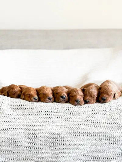 F1 Goldendoodle Puppies 7 sweet Goldendoodle puppies born March 17th!! They are so sweet! Puppies ar...