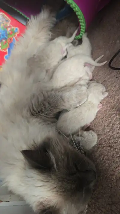 Ragdoll/Himalayan Kittens - Ready August 1, 2026, View more